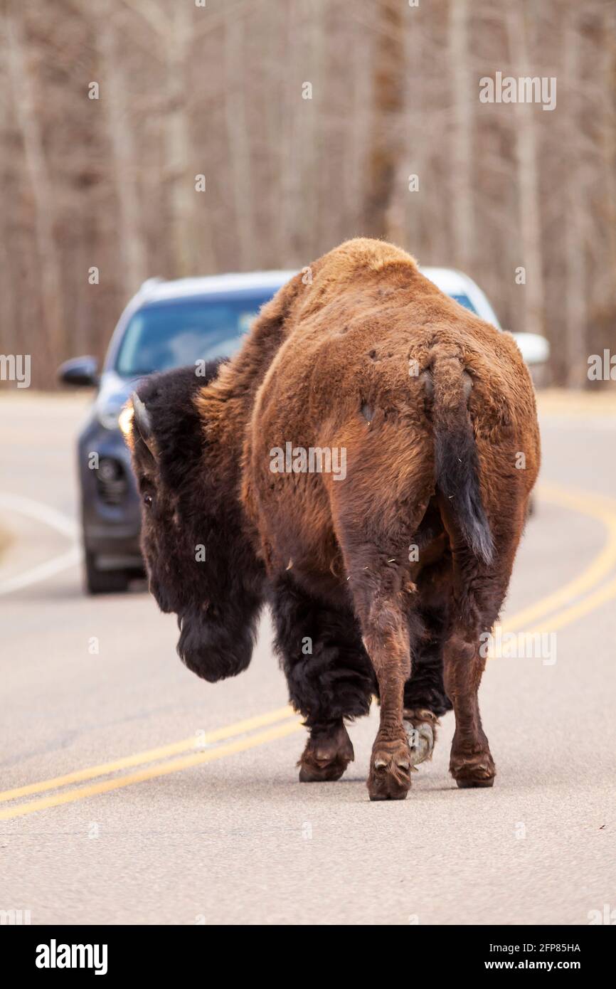 Bull Bison on Road, Elk Island National Park, Alberta, Kanada Stockfoto