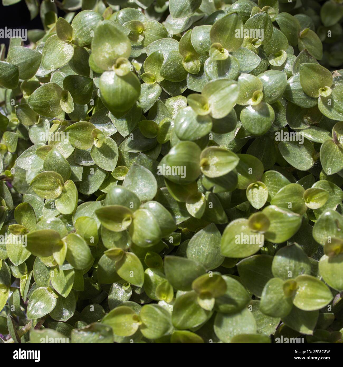 Kriechendes schnpolster -Fotos und -Bildmaterial in hoher Auflsung  Alamy