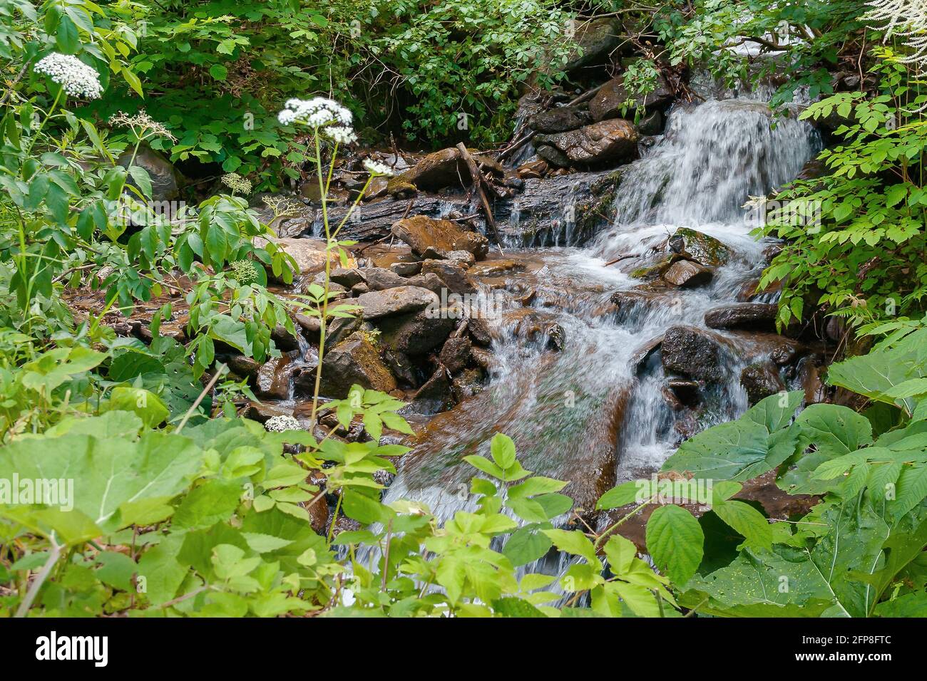 Strom zwischen den Steinen im Wald. Wasser fließt durch die kleinen Kaskaden. Wunderbarer Naturhintergrund. Frischekonzept Stockfoto