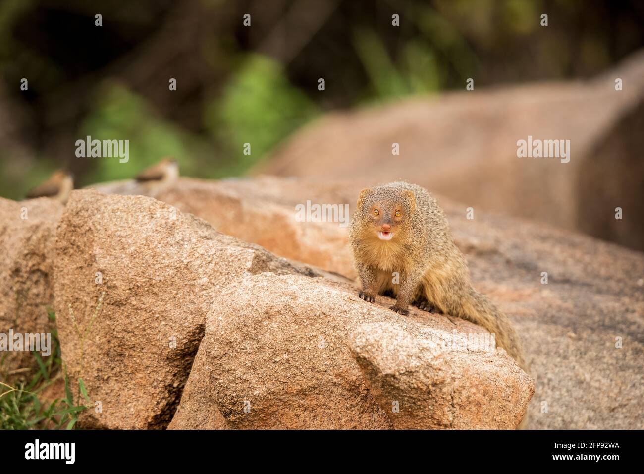 Indische Graumungos, Herpestes edwardsi, Hampi, Karnataka, Indien Stockfoto