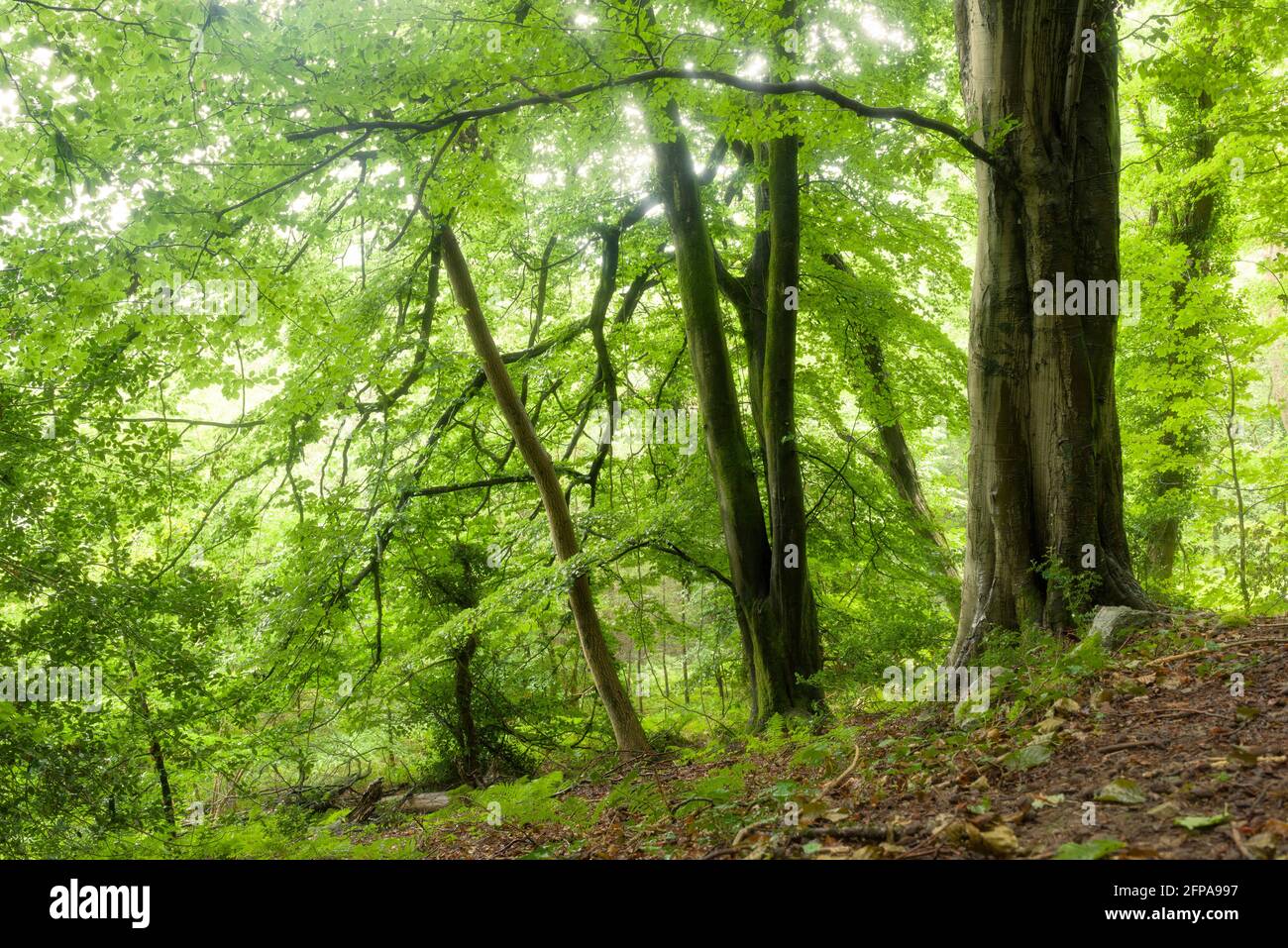 Üppiges grünes Laub in einem Buchenwald im Sommer in den Mendip Hills, Mendip Lodge Wood, Burrington, North Somerset, England. Stockfoto