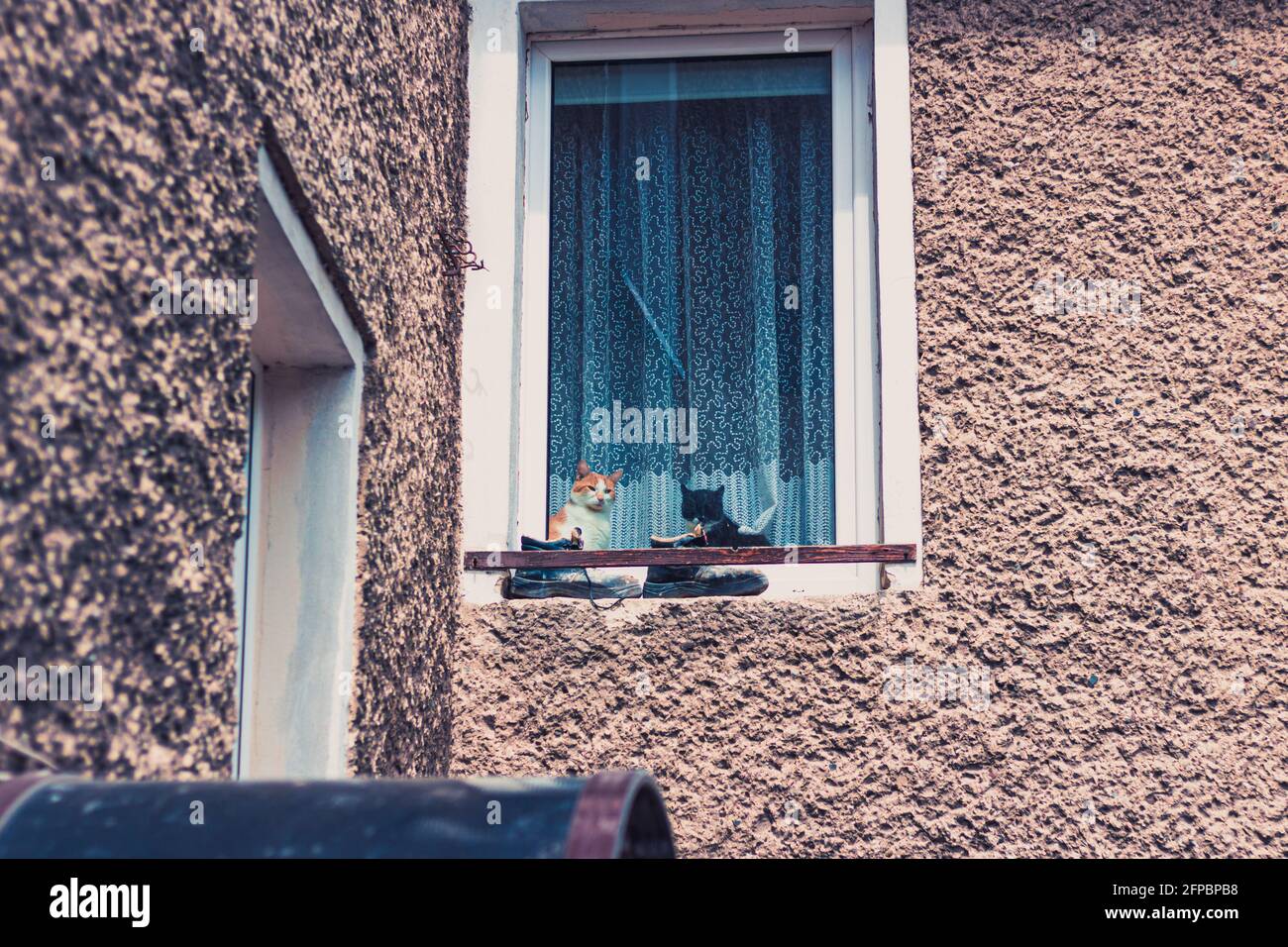 Katzen sitzen im Fenster, Blick von außen Stockfoto