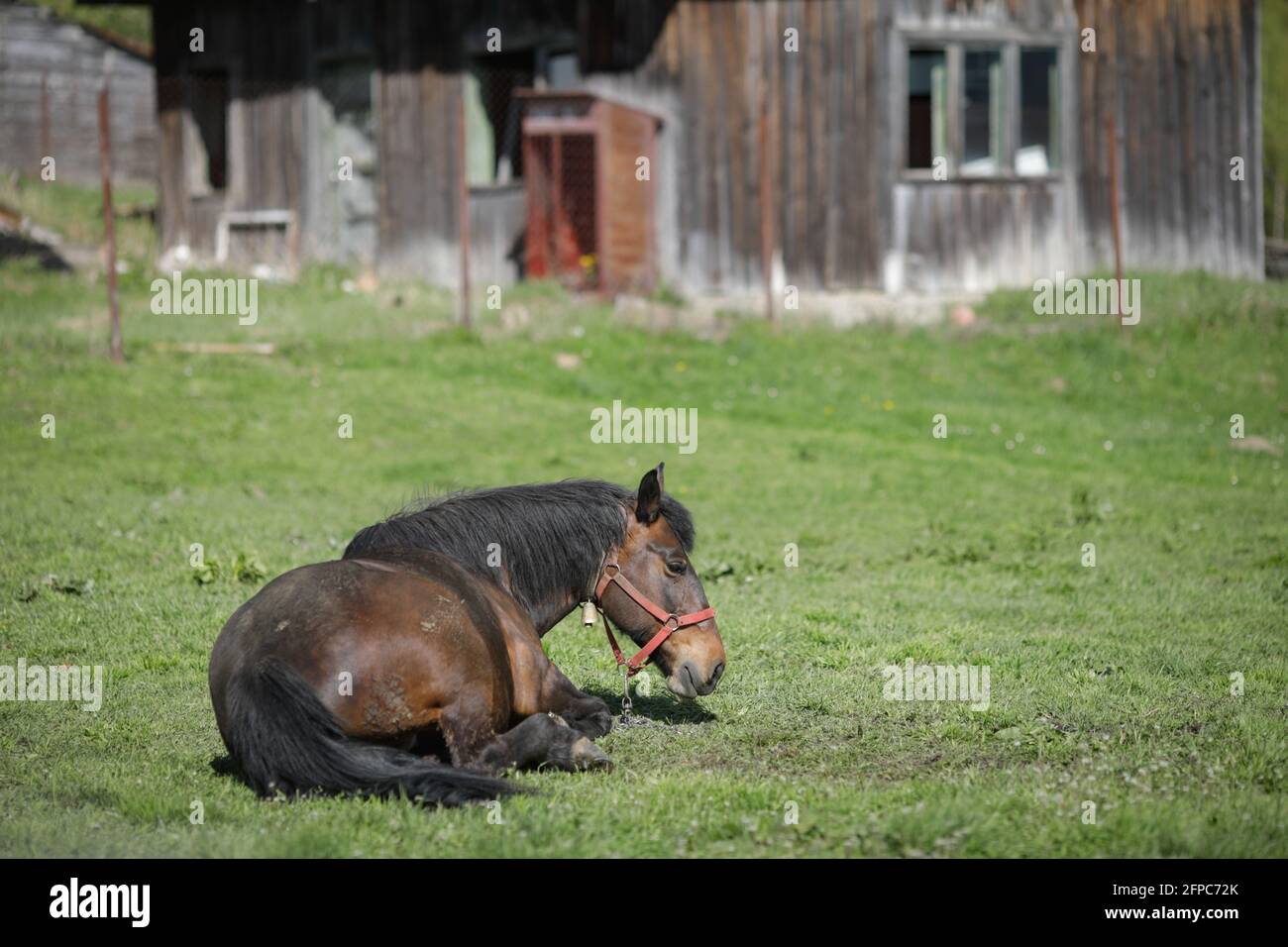 Pferd sitzt auf dem Gras auf einem Bauernhof mit einem alten Holzgebäude im Hintergrund. Stockfoto