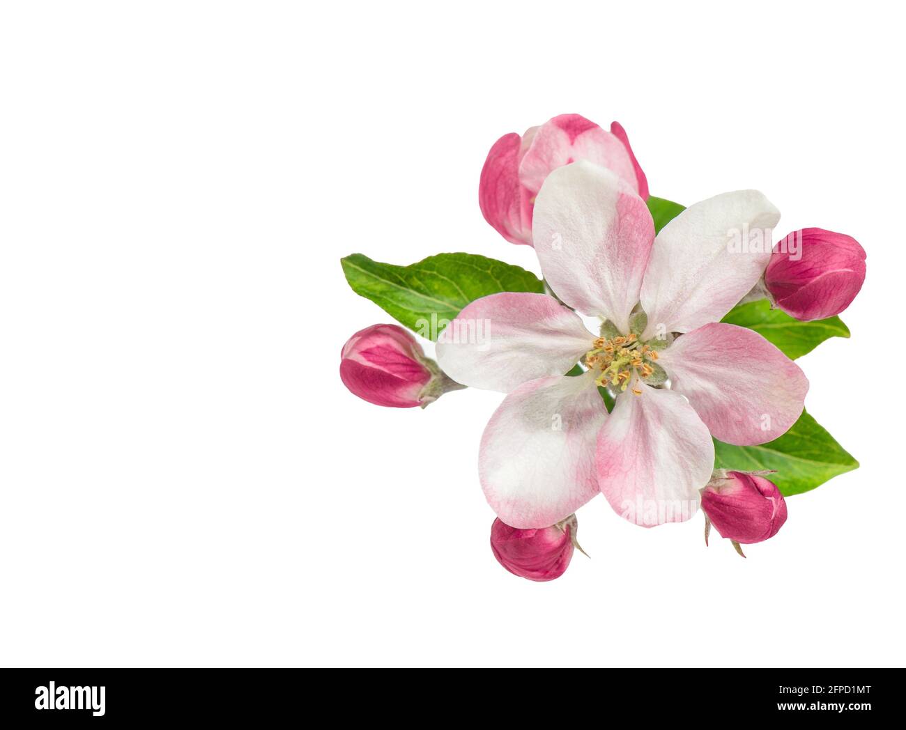 Apfelbaum blüht mit grünen Blättern isoliert auf weißem Hintergrund. Frühlingsblume Stockfoto