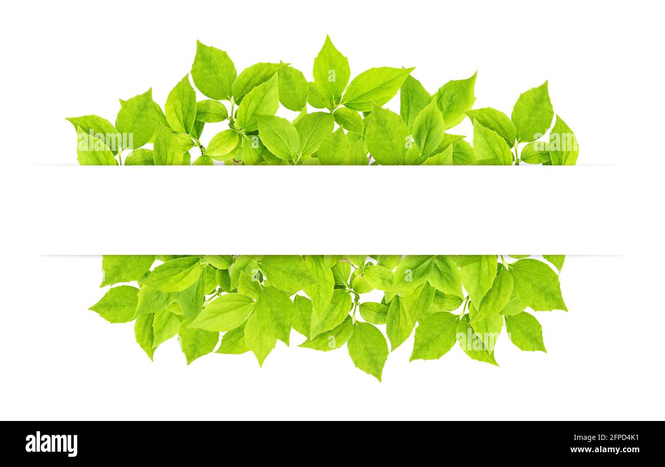 Banner mit Frühlingsblumen. Grüne Blätter auf weißem Hintergrund. Konzept der Natur-Umwelt Stockfoto