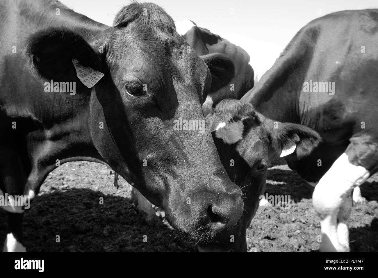 Die Maulkörbe der Kühe in einer schmutzigen Wand mit einem Metallzaun Blick in die Kamera Stockfoto