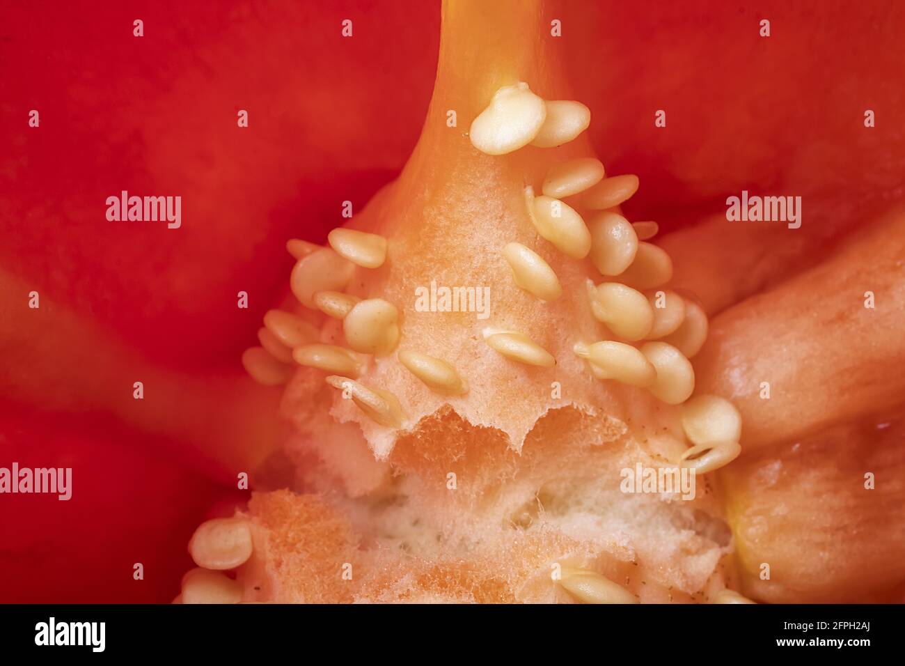 Detail der Haut von Open Sliced ​​Pepper. Makro Vorderes Foto von Pfeffersamen. Stockfoto