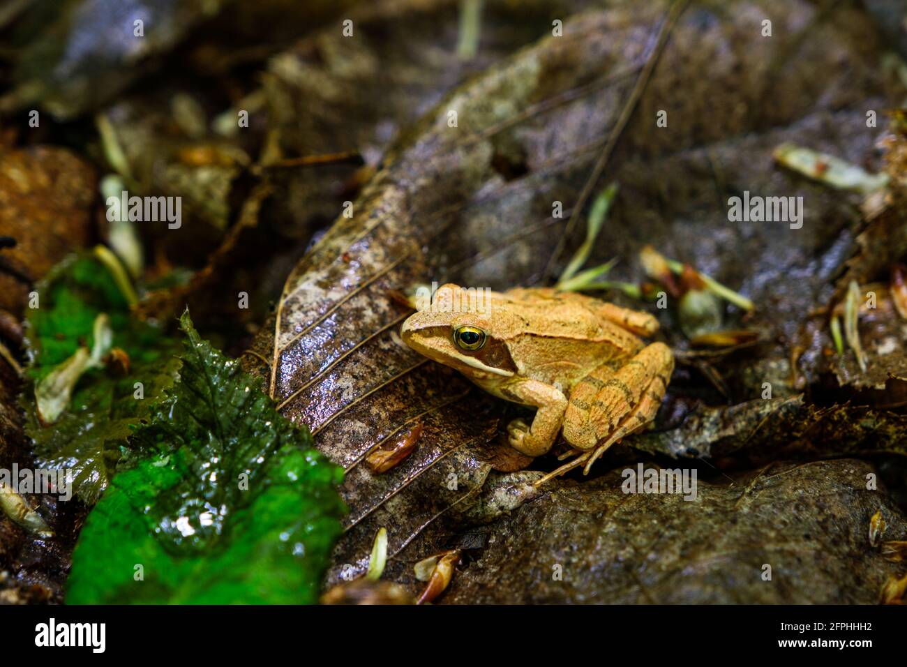 Ein kleiner brauner Frosch im Wald Stockfotografie - Alamy