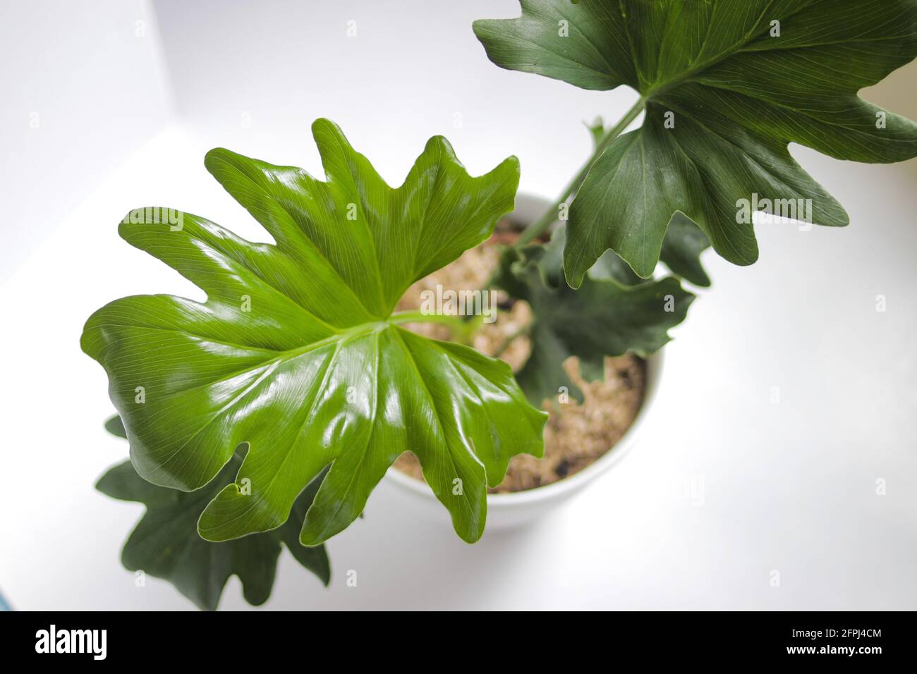 Tropischer Philodendron Selloum Auf Weissem Hintergrund Nahaufnahme Der Blatter Zimmerpflanze Fur Wohnkultur Stockfotografie Alamy