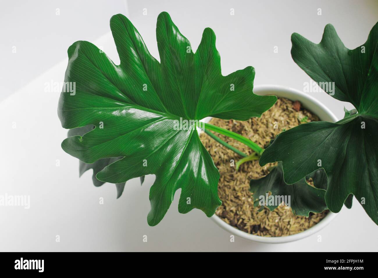 Lacy Tree Philodendron Stockfotos Und Bilder Kaufen Alamy