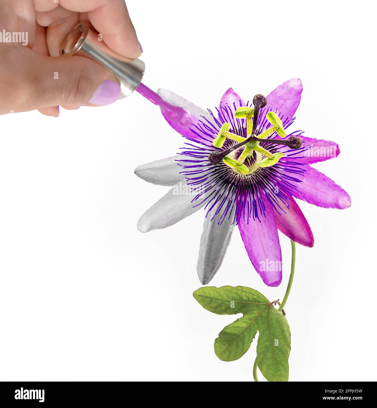 Die Hand einer Frau malt eine violette Passionsblume mit Nagellack. Selektiver Fokus auf die Blume. Stockfoto