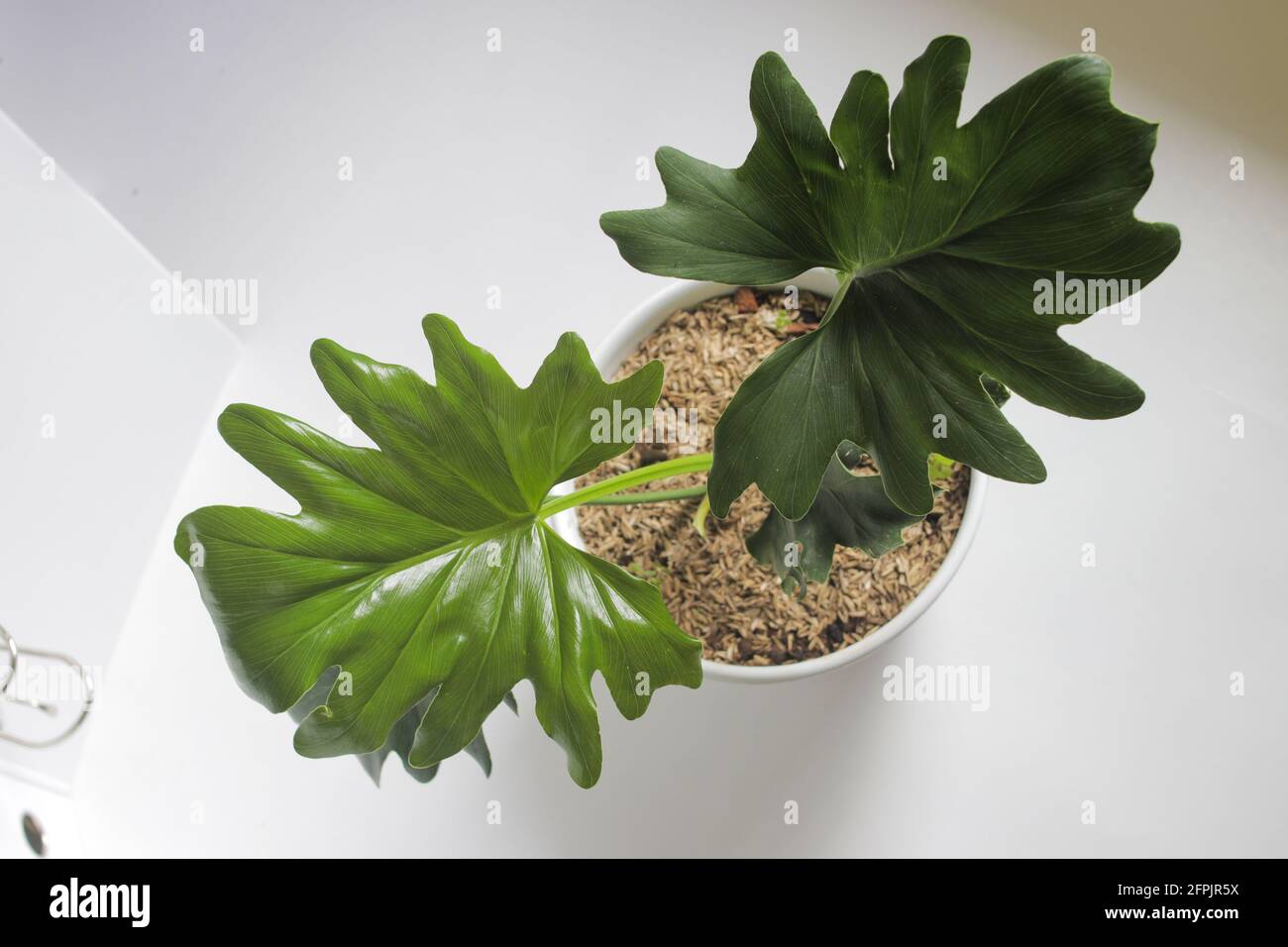 Tropischer Philodendron Selloum Auf Weissem Hintergrund Nahaufnahme Der Blatter Zimmerpflanze Fur Wohnkultur Stockfotografie Alamy