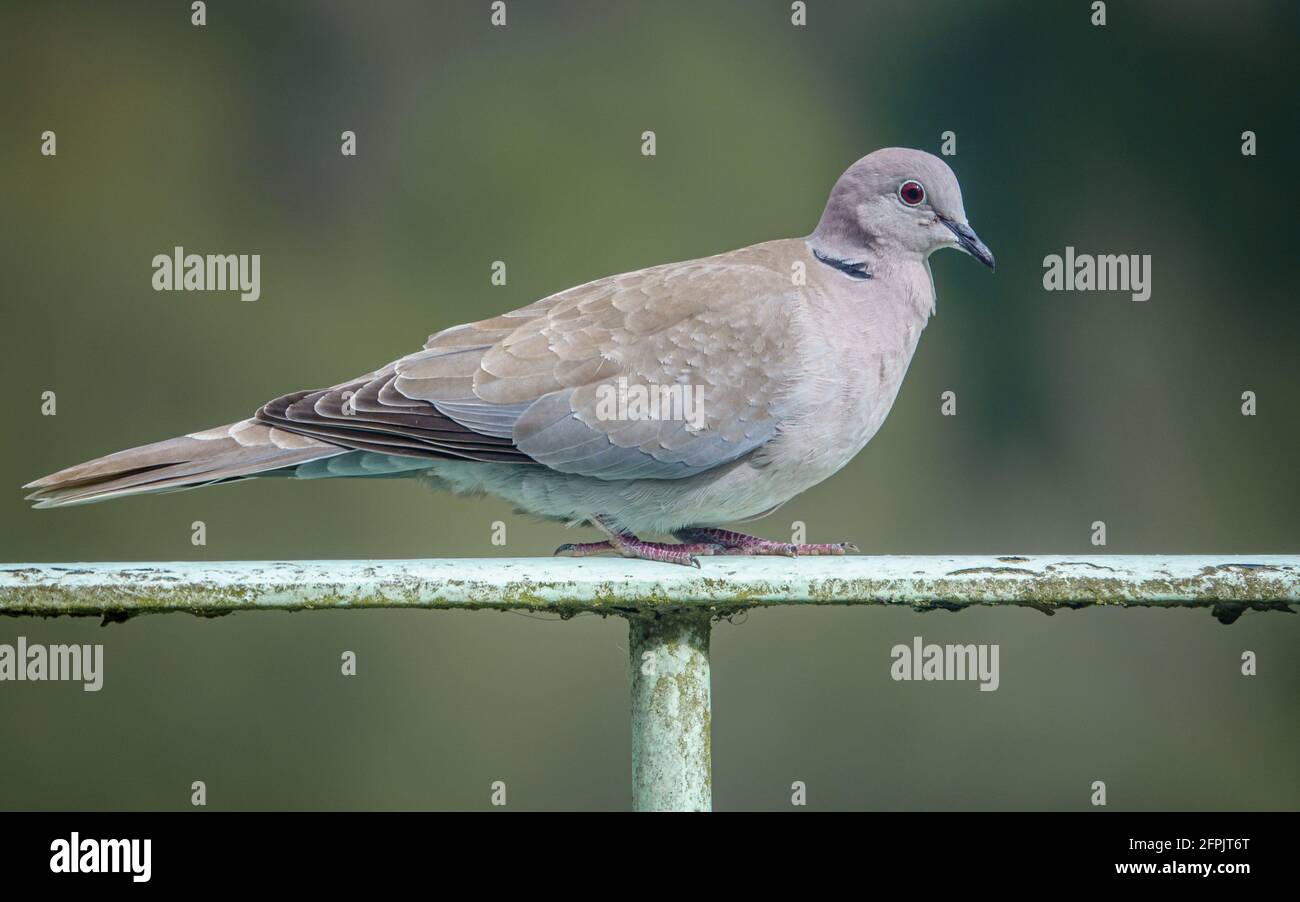 Weiße Taube Flug Nahaufnahme Stockfotos und -bilder Kaufen - Alamy