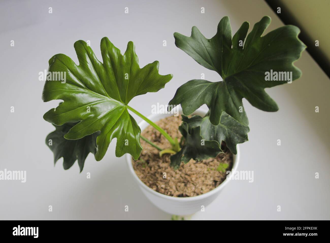 Tropischer Philodendron Selloum Auf Weissem Hintergrund Nahaufnahme Der Blatter Zimmerpflanze Fur Wohnkultur Stockfotografie Alamy