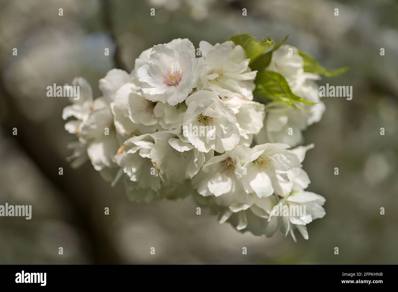 Wunderschöne Makroansicht des blühenden Baumes der zarten weißen Frühlingskirsche (Prunus Shogetsu Oku Miyako) im Herbert Park, Dublin, Irland. Weichfokus Stockfoto