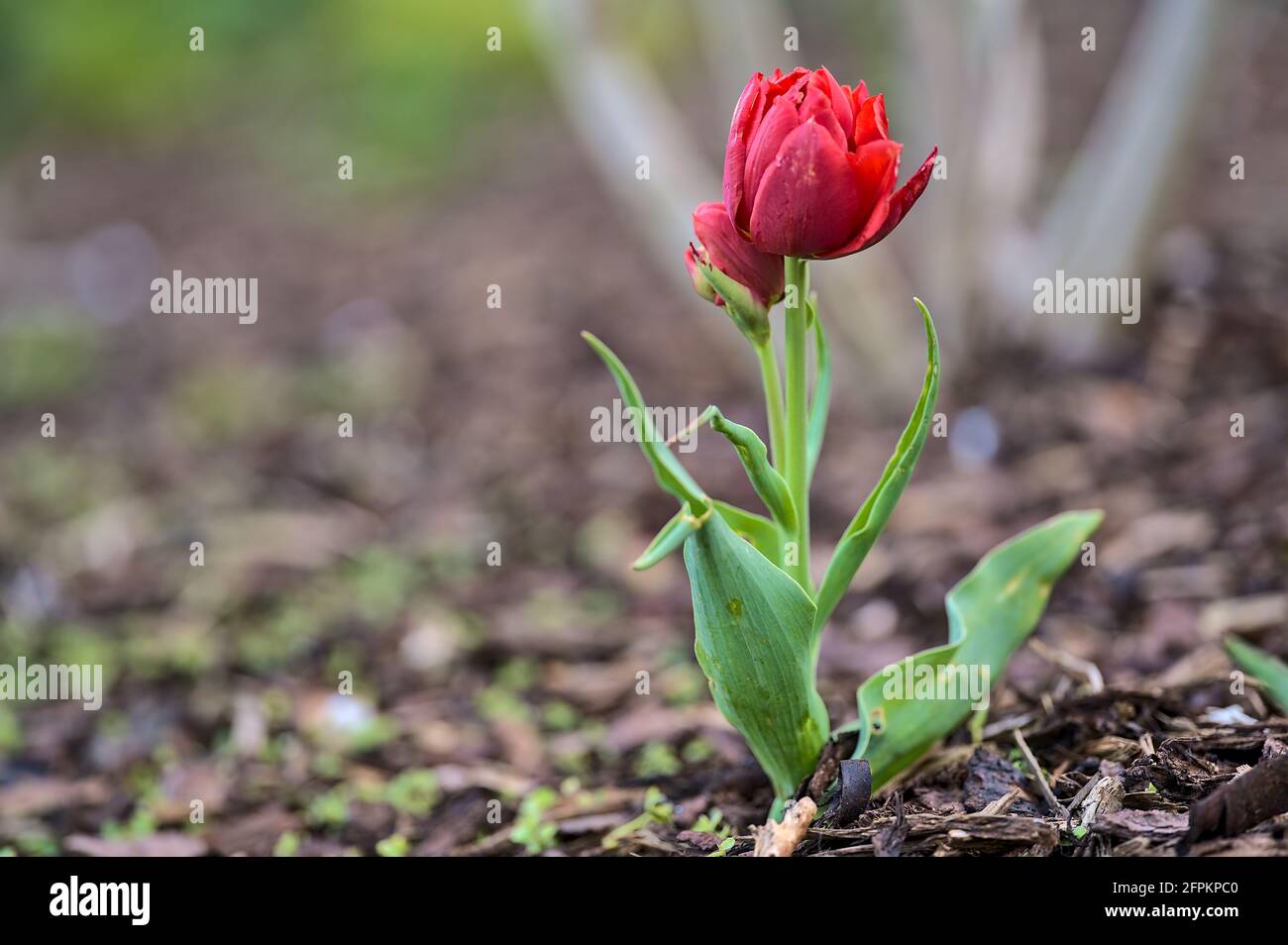 Wunderschöne Nahaufnahme von einer einzigen Quelle, zarte rote Tulpe auf braunem Mulchboden in Herbert Park, Dublin, Irland. Weichfokus Stockfoto