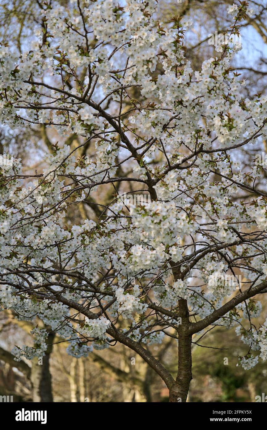 Wunderschöne Fernsicht auf den blühenden Baum der zarten weißen Frühlingskirsche (Prunus Shogetsu Oku Miyako) im Herbert Park, Dublin, Irland Stockfoto