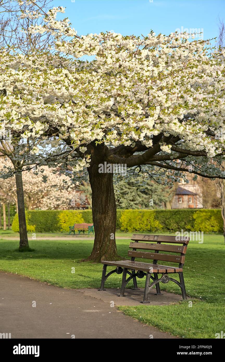 Schöne vertikale Ansicht einer einzigen Bank neben zarten weißen Kirschen (Prunus Shogetsu Oku Miyako) blüht blühenden Baum im Herbert Park, Dublin Stockfoto