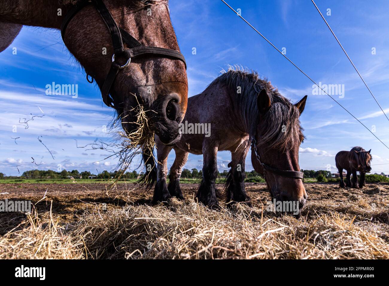 Freundliche Pferde auf der Insel Schiermonnikoog, Niederlande, im Sommer Stockfoto