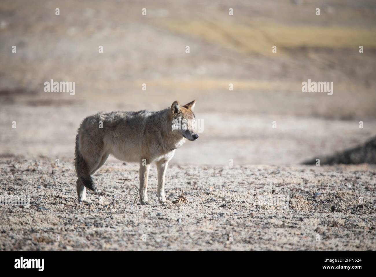 Tibetischer Wolf, Canis lupus filchneri, Gurudonmar, Sikkim, Indien Stockfoto