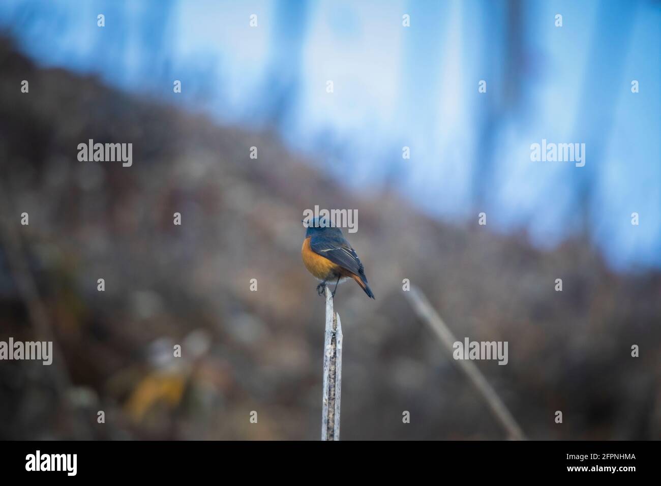 Blaustirniger Redstart, Phoenicurus frontalis, Pangolekha Wildlife Sanctuary, Sikkim, Indien Stockfoto