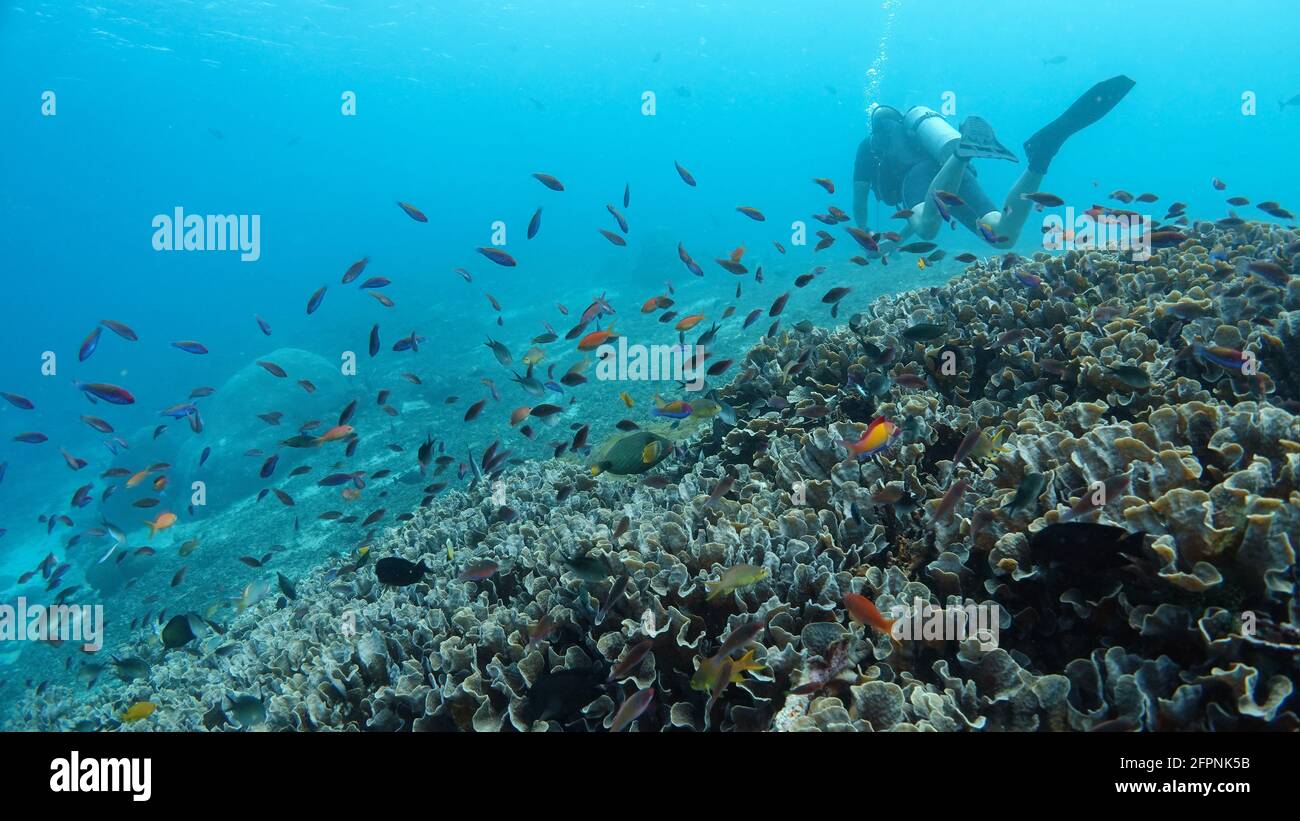 Allein ein Taucher schwimmt über dem wunderschönen tropischen Korallenriff mit vielen kleinen bunten Fischen in Indonesien, Bali. Kräftiges Licht erstrahlt durch blaue Farbe Stockfoto
