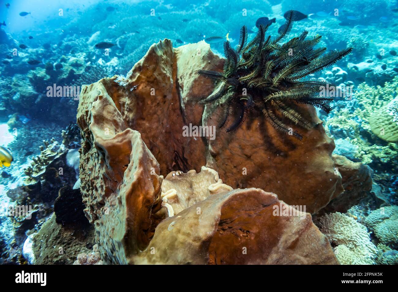 Schwarze Schwimmfeder Seestern auf Korallenriff. Aufgenommen während eines Tauchgangs im warmen tropischen Meer Indonesiens, Bali. Vorderansicht mit verschwommener Rückenpartie Stockfoto