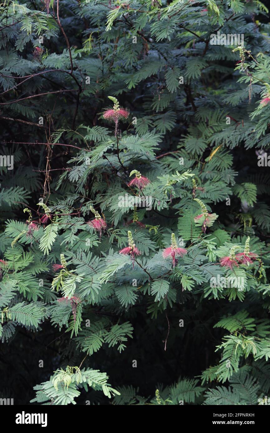 Calliandra calothyrsus mit Knospen und offenen Blüten. Hintergrund des Baummusters. Stockfoto