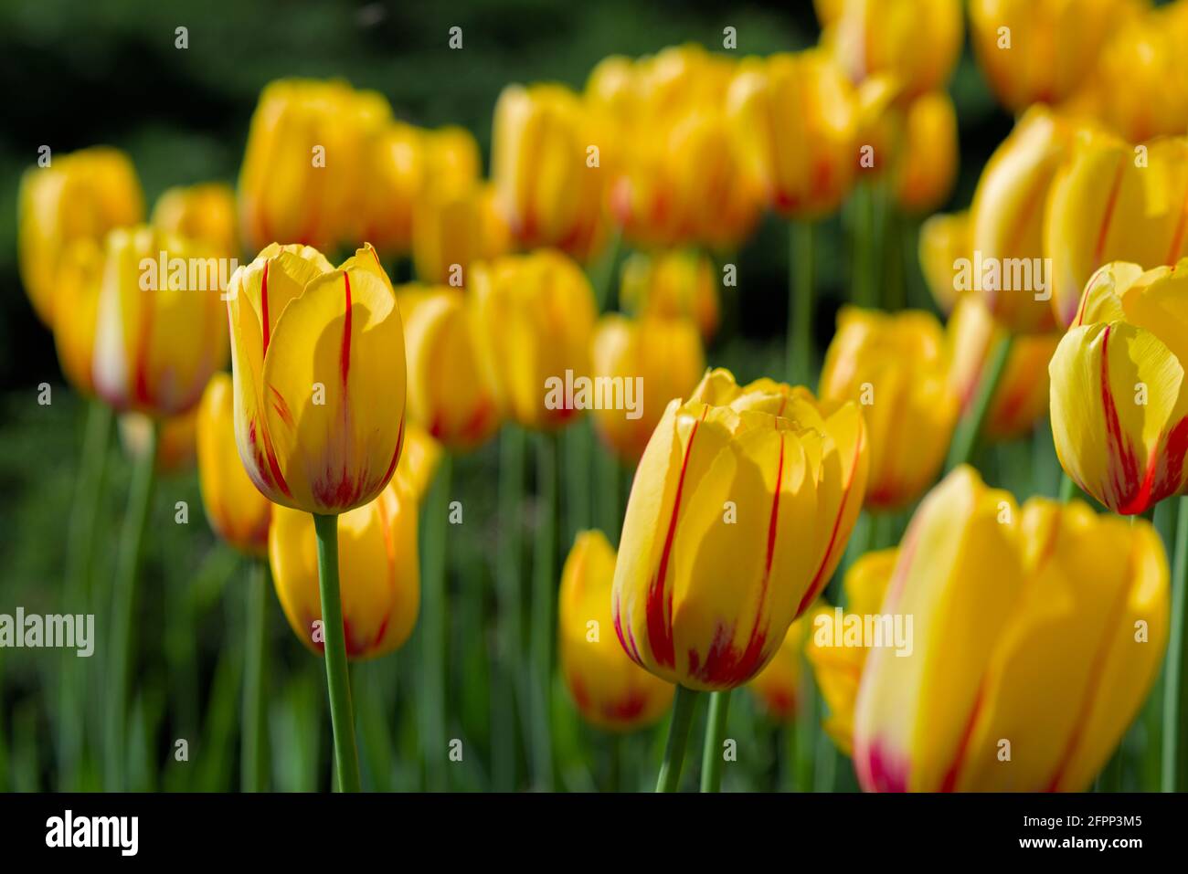 Fantastisches Bett aus gelben und roten La Courtine Tulpen beim Canadian Tulip Festival 2021 in Ottawa, Ontario, Kanada. Stockfoto