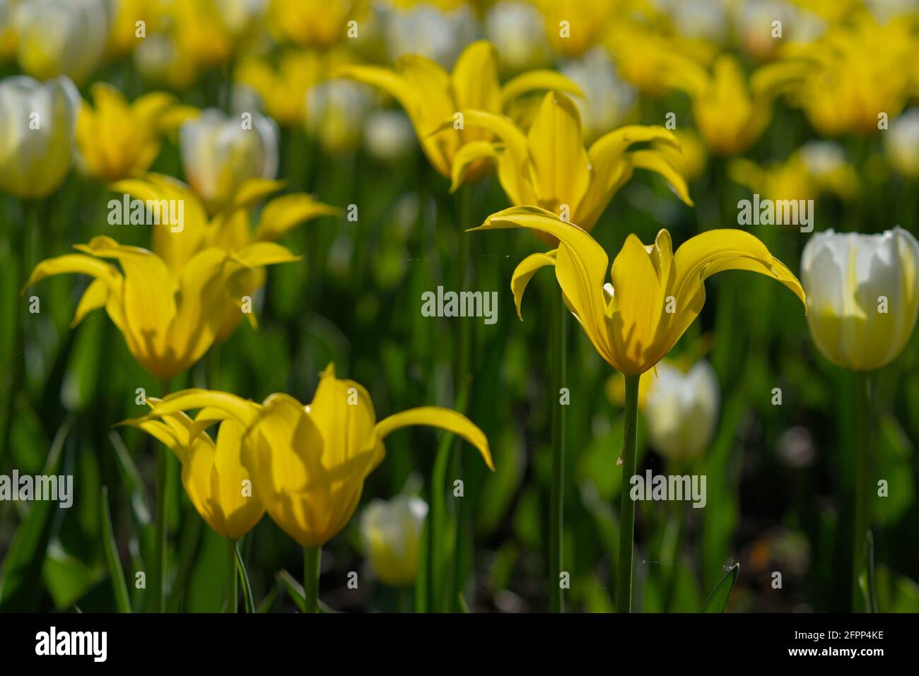Fantastische cremige weiße und gelbe Tulpen im Bett #10 beim Canadian Tulip Festival 2021 in Ottawa, Ontario, Kanada. Stockfoto
