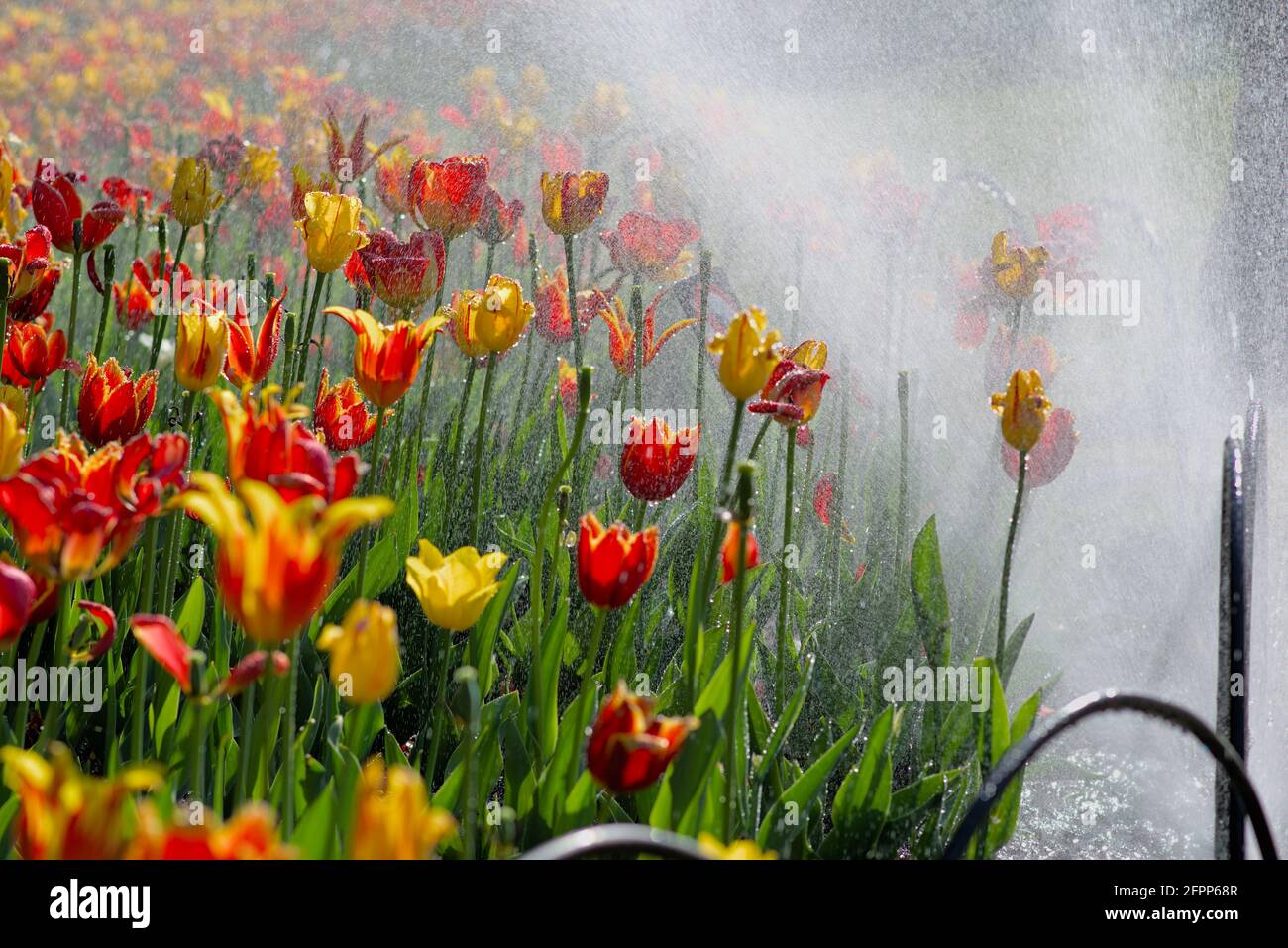 Sprinkler regnen an einem sonnigen Morgen beim Canadian Tulip Festival 2021 in Ottawa, Ontario, Kanada, auf das Tulpenbett #5. Stockfoto