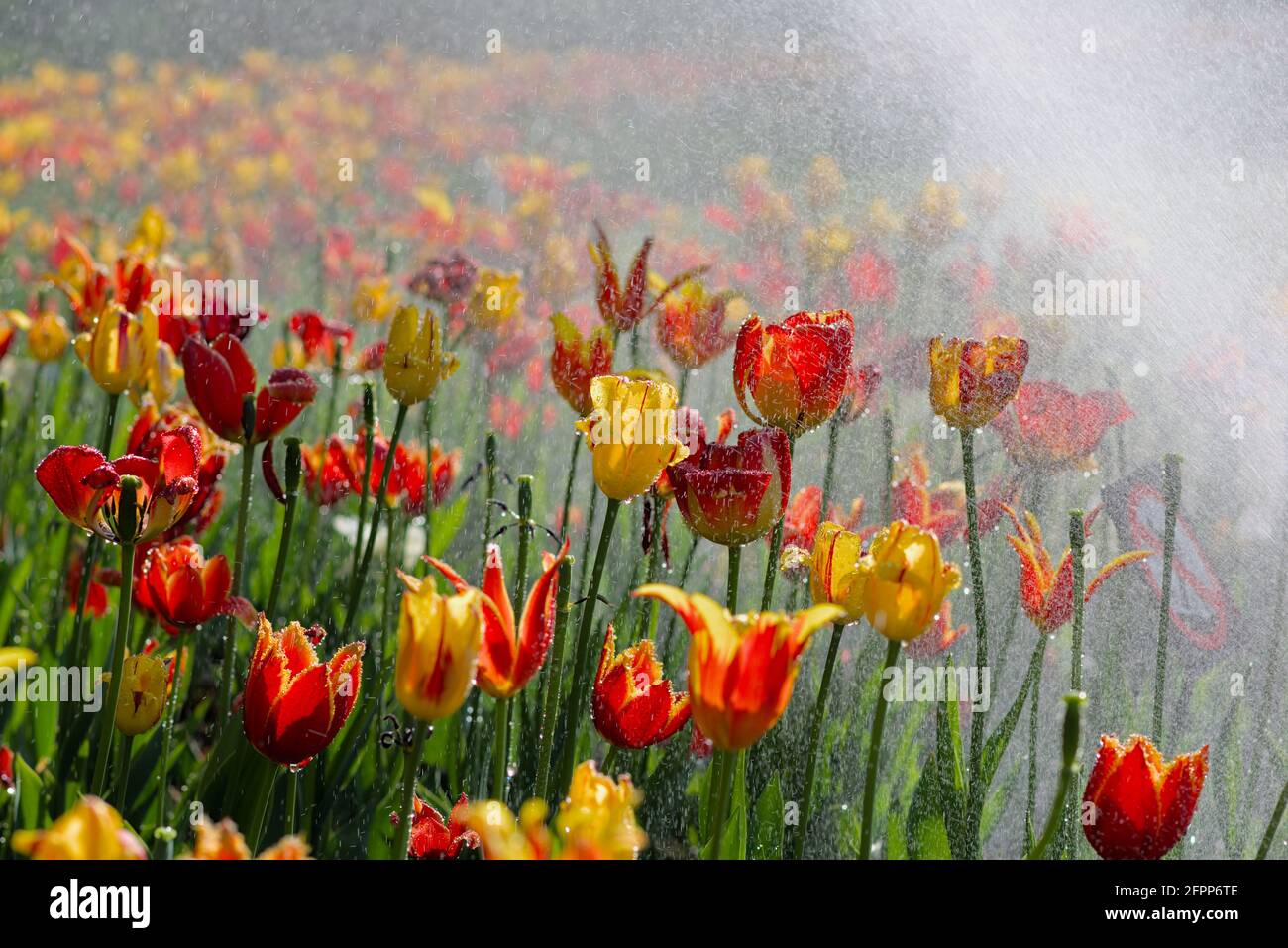 Sprinkler regnen an einem sonnigen Morgen beim Canadian Tulip Festival 2021 in Ottawa, Ontario, Kanada, auf das Tulpenbett #5. Stockfoto