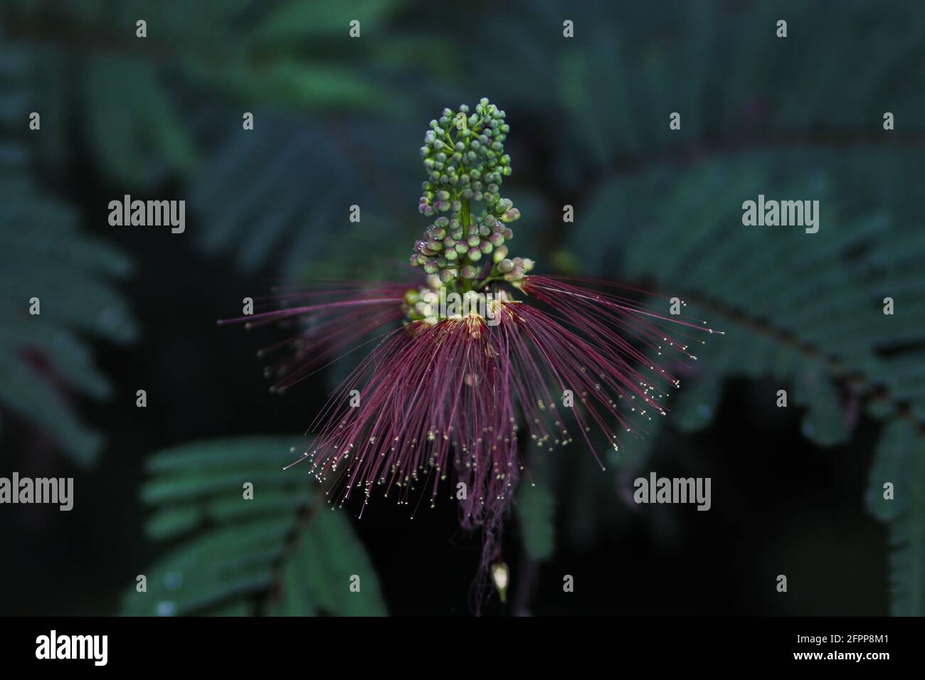 Calliandra calothyrsus mit Knospen und offenen Blüten. Hintergrund des Baummusters. Stockfoto