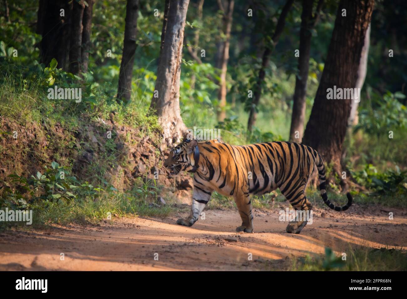 Royal Bengal Tiger, Panthera tigris, Sanjay Dubri Tiger Reserve, Madhya Pradesh, Indien Stockfoto