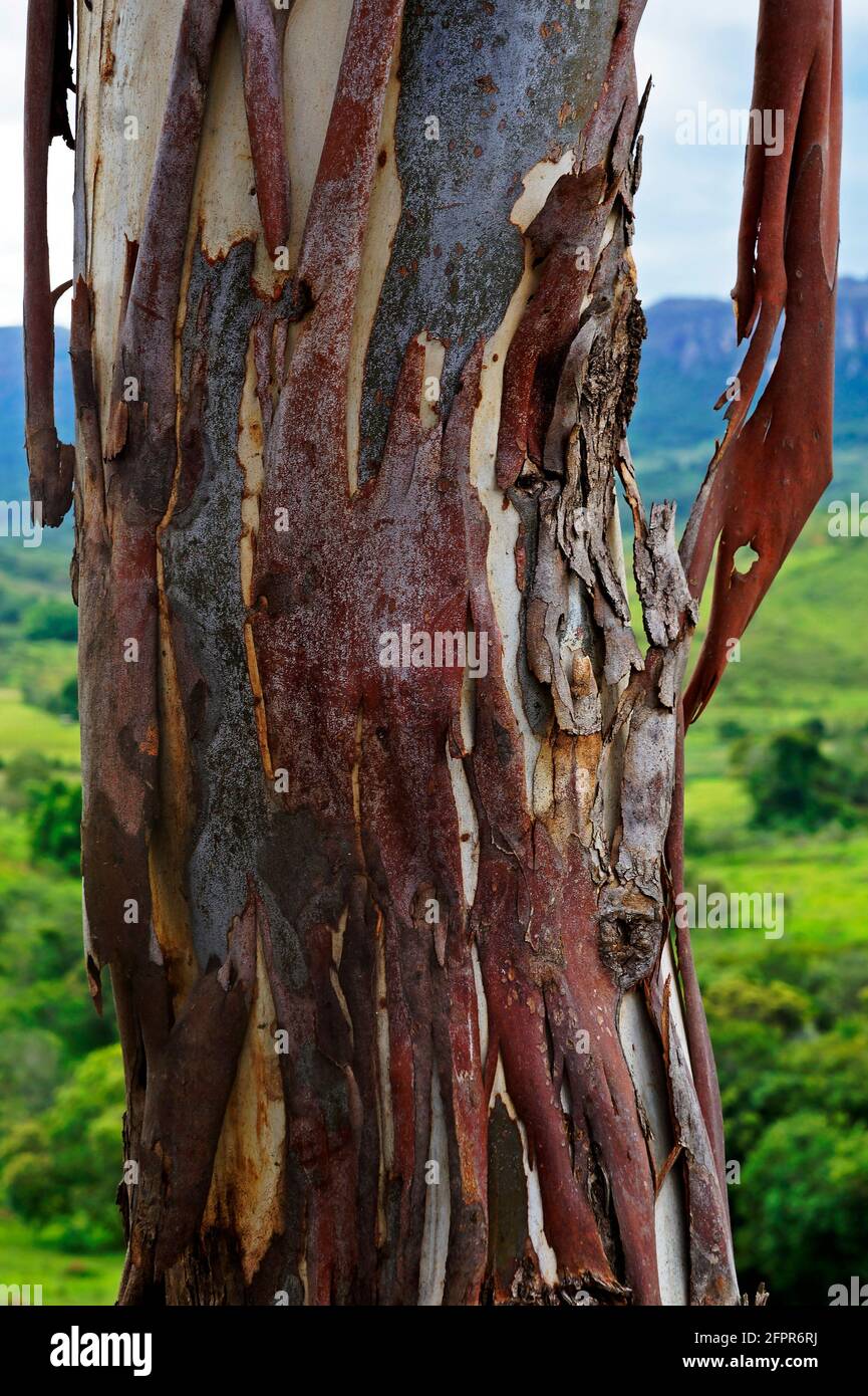 Eukalyptus-Stamm, Minas Gerais, Brasilien Stockfoto
