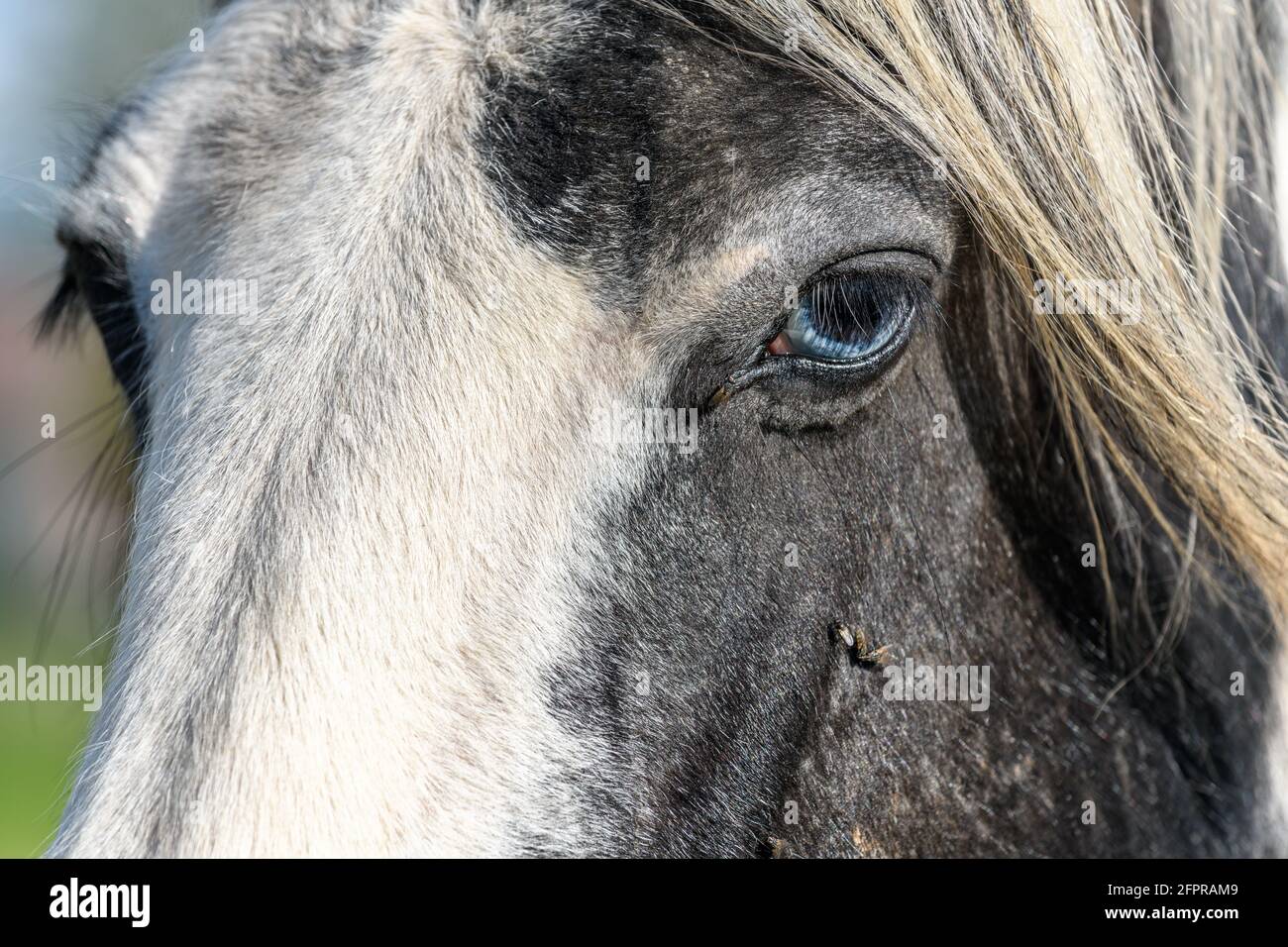 Porträt eines irischen Kobberpferdes mit blauen Augen. Weide der französischen Landschaft im Frühling. Stockfoto