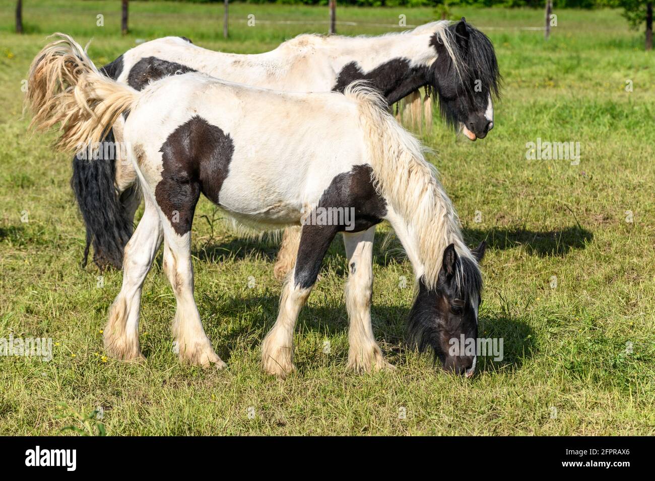 Irische Cob-Pferde auf einer Weide. Weide im Frühling in der französischen Landschaft. Stockfoto