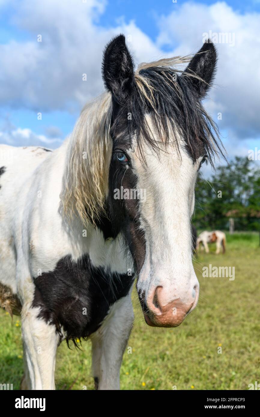 Porträt eines irischen Kobberpferdes mit blauen Augen. Weide der französischen Landschaft im Frühling. Stockfoto