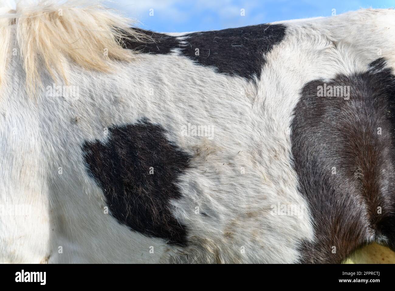 Detail eines Pferdehutters. Mangel und weißer Hintergrund. Stockfoto