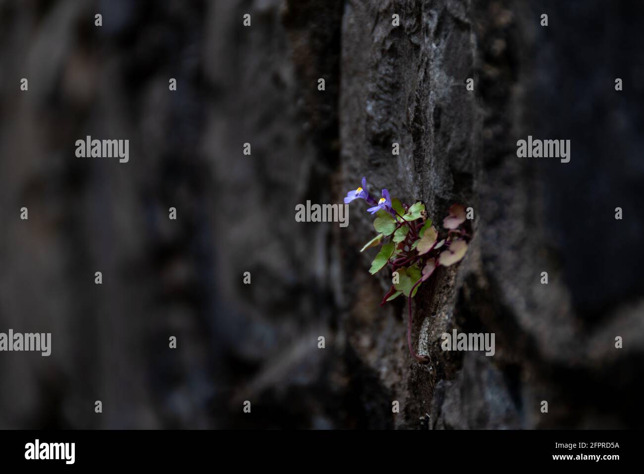 Kleine blaue Blüten wachsen an einer geschwärzten Wand (geringe Schärfentiefe). Konzepte von Lebenskraft und Resilienz der Natur Stockfoto