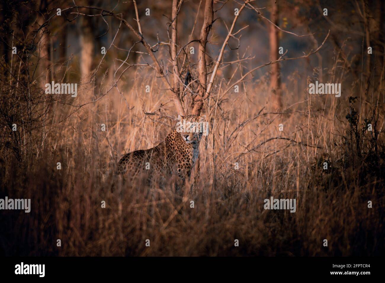 Indisches Leopardenmännchen, Panthera pardus fusca, Panna Tiger Reserve, Madhya Pradesh, Indien Stockfoto