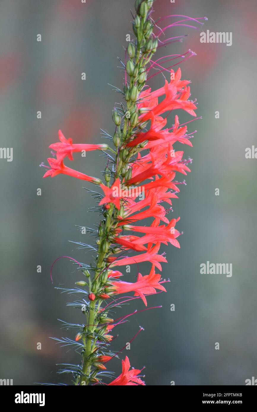 Glowing Ember Blend Crocosmia Stockfoto