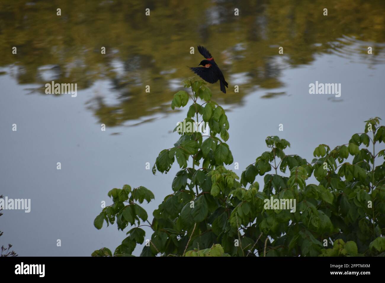 Roter, schwarzer Vogel am Trinity River in Fort Worth Texas Stockfoto