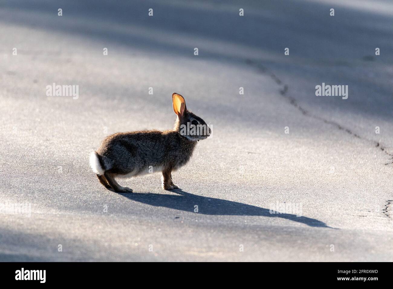 Der junge Sumpfkaninchen Sylvilagus palustris mit einem Schatten, der über den Boden geworfen wurde, befindet sich in Naples, Florida Stockfoto