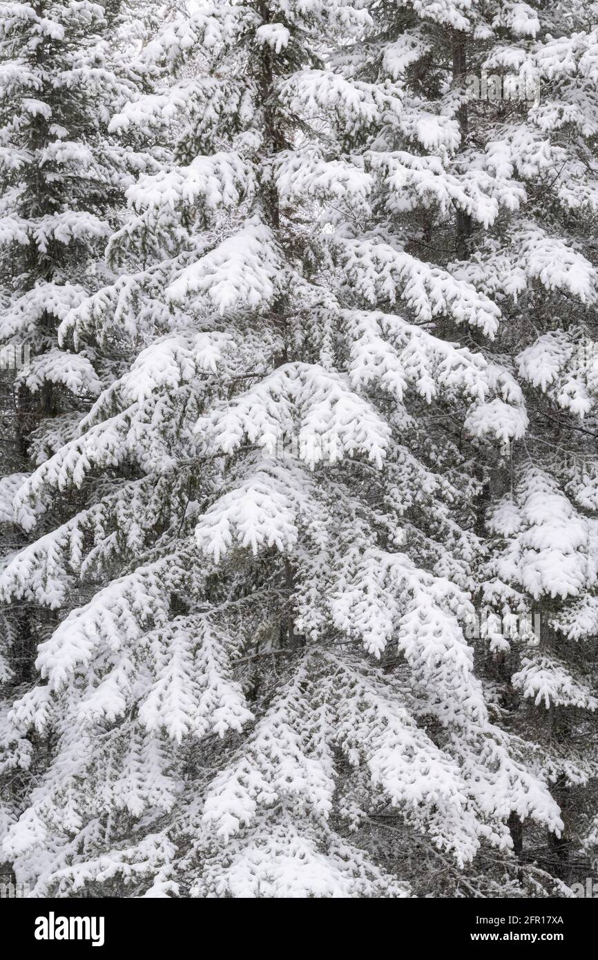 Frischer Schnee auf immergrünen Bäumen, Minnesota, USA, von Dominique Braud/Dembinsky Photo Assoc Stockfoto
