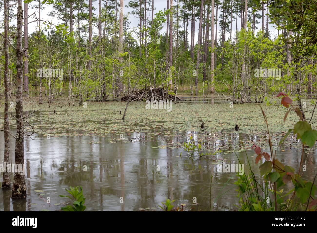 Beaver Lodge, aktiv, Northwestern Florida, USA, von James D. Coppinger/Dembinsky Photo Assoc Stockfoto