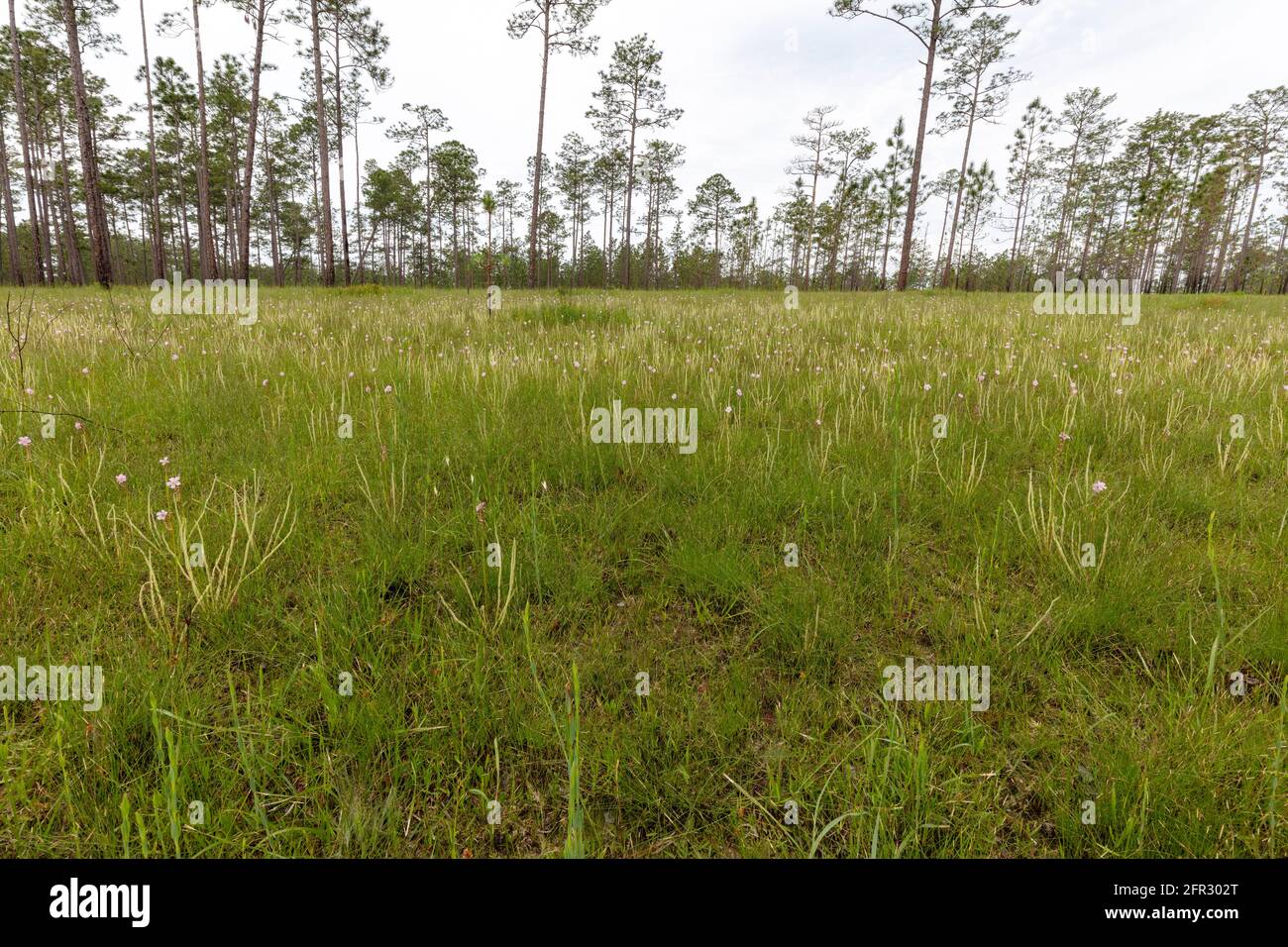 Fadenblättrige blühende Sonnentauben (Drosera tracyi), Florida, Panhandle, Spring, USA, Von James D. Coppinger/Dembinsky Photo Assoc Stockfoto