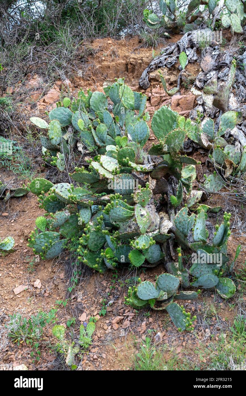 Prickly Pear Cactus (Opuntia engelmannii), Texas, USA, von James D. Coppinger/Dembinsky Photo Assoc Stockfoto