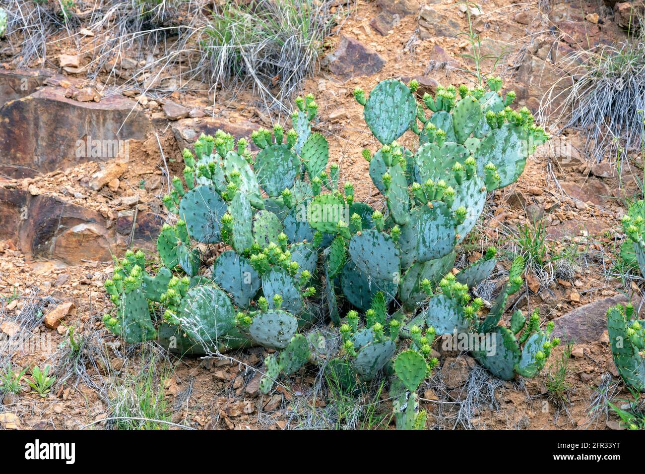 Prickly Pear Cactus (Opuntia engelmannii), Texas, USA, von James D. Coppinger/Dembinsky Photo Assoc Stockfoto