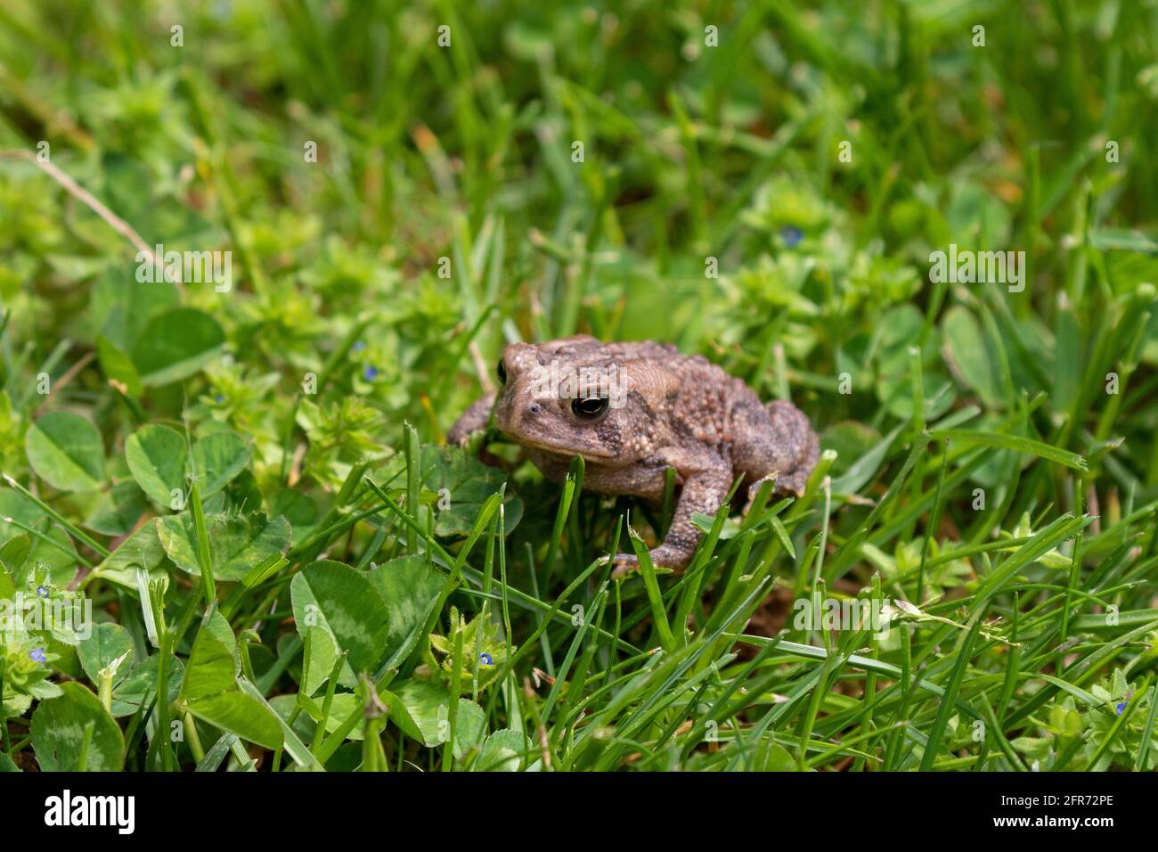 Ostasiatische Kröte (Anaxyrus americanus americanus) auf der Wiese Stockfoto